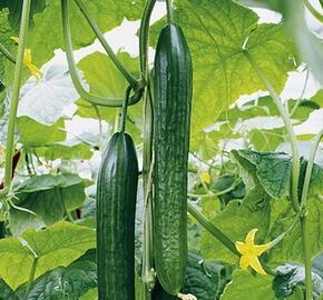 Okurka salátová - hadovka 'Dominica' F1 - Cucumis sativus 'Dominica' F1