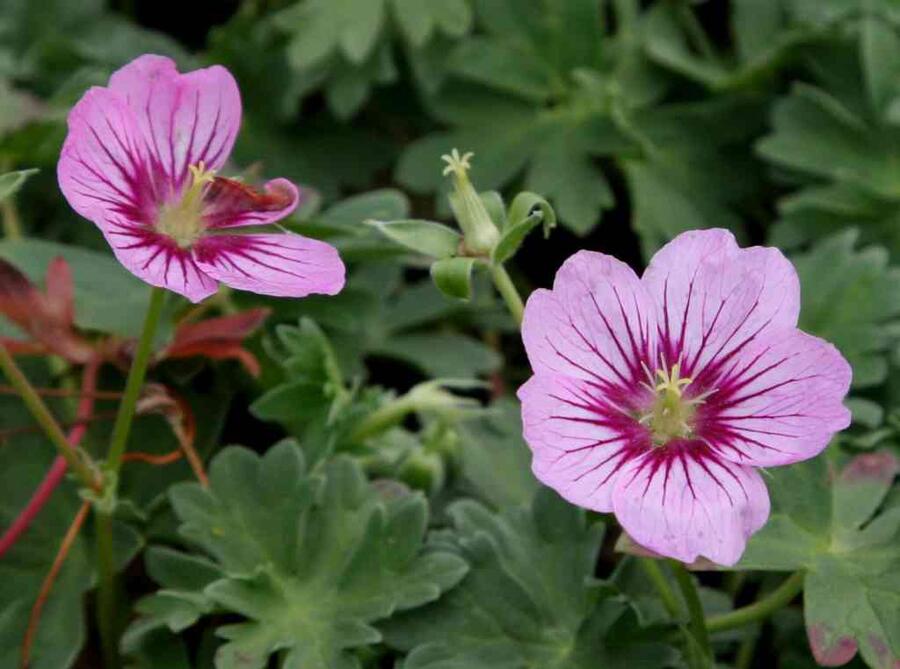 Kakost sivý 'Rothbury Gem' - Geranium cinereum 'Rothbury Gem'