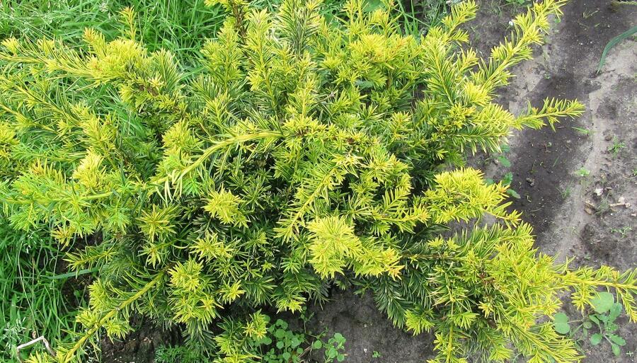 Tis červený 'Repandens Aurea' - Taxus baccata 'Repandens Aurea'