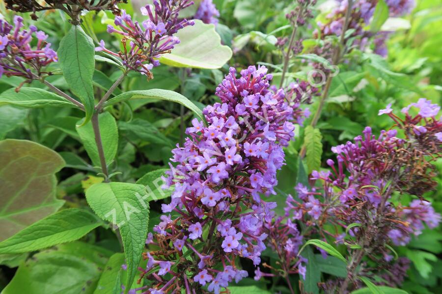 Motýlí keř, Komule Davidova 'Peacock' - Buddleja davidii 'Peacock'