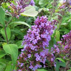 Motýlí keř, Komule Davidova 'Peacock' - Buddleja davidii 'Peacock'