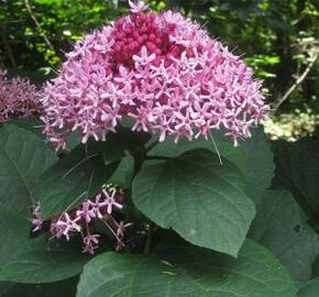 Blahokeř Bungeův - Clerodendrum bungei