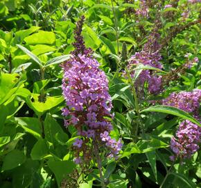 Motýlí keř, Komule Davidova 'Sophie' - Buddleja davidii 'Sophie'