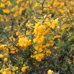 Dřišťál úzkolistý - Berberis stenophylla