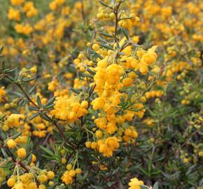 Dřišťál úzkolistý - Berberis stenophylla