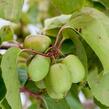 Aktinidie význačná, kiwi - samosprašná 'Kiwi Bes' - Actinidia arguta 'Kiwi Bes'