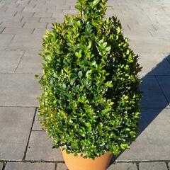 Zimostráz malolistý 'Faulkner' - kužel - Buxus microphylla 'Faulkner' - kužel