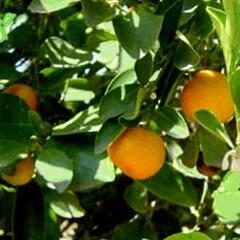 Citroník ušlechtilý (mandarinka) - Citrus nobilis