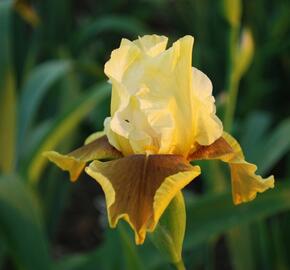 Kosatec německý 'Bayberry Candle' - Iris barbata-elatior 'Bayberry Candle'