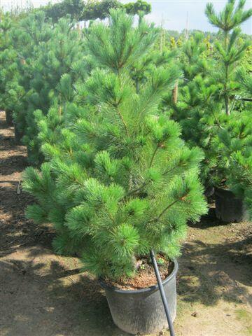 Borovice rumelská - Pinus peuce