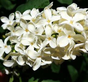 Šeřík obecný 'Madame Florent Stepman' - Syringa vulgaris 'Madame Florent Stepman'