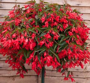 Begónie bolívijská 'Bossa Nova Red' - Begonia boliviensis 'Bossa Nova Red'