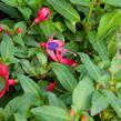 Fuchsie, čílko 'Fuchsita Red Blue' - Fuchsia hybrida 'Fuchsita Red Blue'