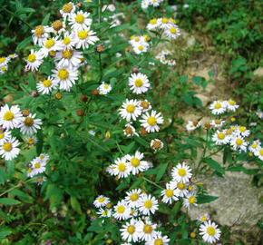 Boltonie, hvězdnice 'Snowbank' - Boltonia asteroides 'Snowbank'