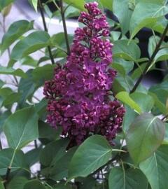 Šeřík obecný 'Sarah Sands' - Syringa vulgaris 'Sarah Sands'