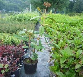 Kalina vrásčitolistá 'Holland' - Viburnum rhytidophyllum 'Holland'