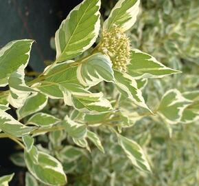 Svída výběžkatá 'White Gold' - Cornus sericea 'White Gold'