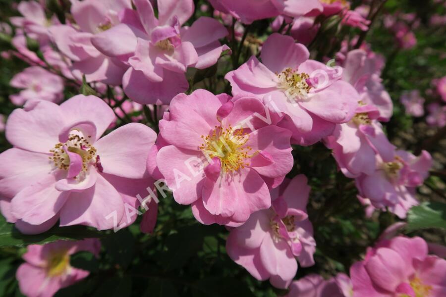 Růže mnohokvětá 'Lavender Dream' - Rosa MK 'Lavender Dream'