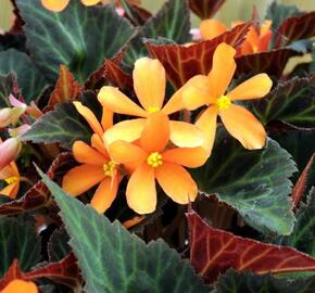 Begónie 'Glowing Embers' - Begonia hybrida 'Glowing Embers'