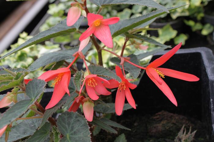 Begónie 'Belmona Orange' - Begonia hybrida 'Belmona Orange'