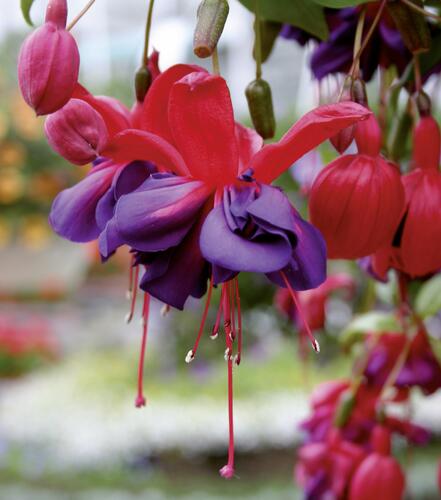 Fuchsie, čílko 'Voodoo' - Fuchsia hybrida 'Voodoo'