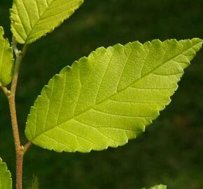 Jilm sibiřský (Turkestánský brest) 'Beijing Gold' - Ulmus pumila 'Beijing Gold'