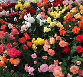 Begónie hlíznatá 'Mix' - Begonia tuberhybrida 'Mix'