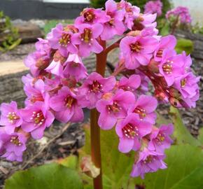 Bergénie srdčitá 'Silberlight' - Bergenia cordifolia 'Silberlight'