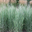 Proso prutnaté 'Prairie Sky' - Panicum virgatum 'Prairie Sky'