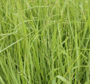 Proso prutnaté 'Strictum Giganteum' - Panicum virgatum 'Strictum Giganteum'