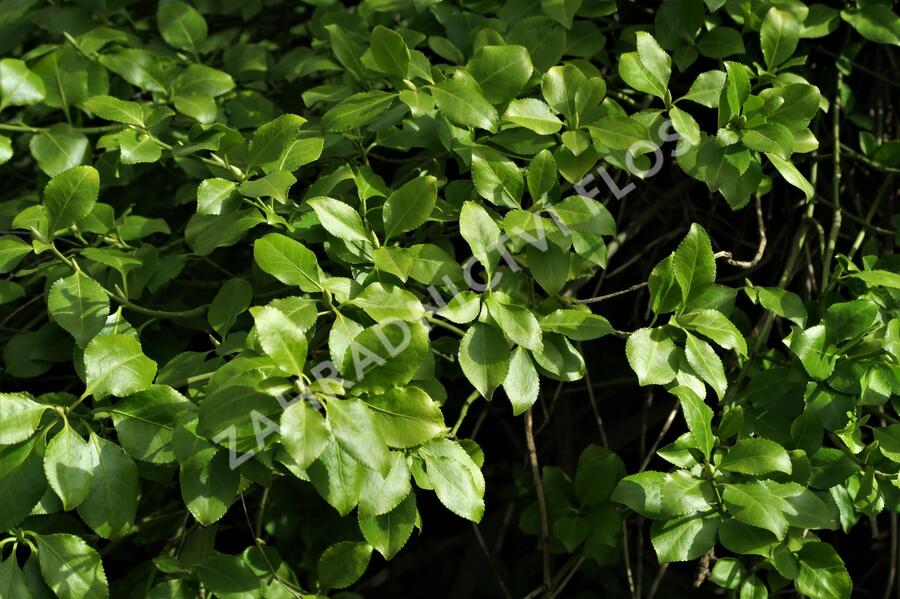 Brslen Fortuneův var. radicans - Euonymus fortunei var. radicans