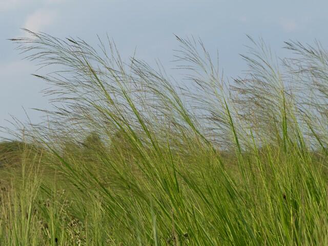 Proso prutnaté - Panicum virgatum