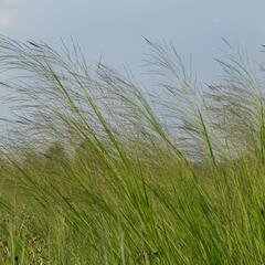 Proso prutnaté - Panicum virgatum