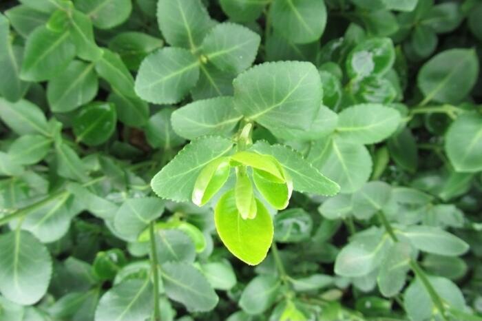 Brslen Fortuneův 'Vegetus' - Euonymus fortunei 'Vegetus'