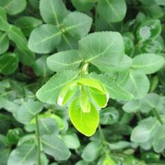 Brslen Fortuneův 'Vegetus' - Euonymus fortunei 'Vegetus'