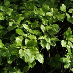 Brslen Fortuneův 'Dart's Blanket' - Euonymus fortunei 'Dart's Blanket'