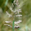 Lipnice luční - Poa pratensis