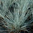 Kostřava popelavá 'Blaue Auslese' - Festuca glauca 'Blaue Auslese'