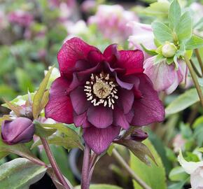 Čemeřice východní 'Double Red' - Helleborus orientalis 'Double Red'