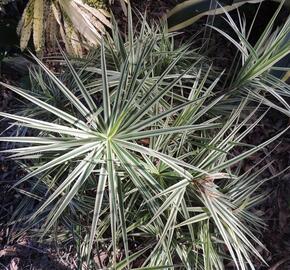 Ostřice 'Sparkler' - Carex phyllocephala 'Sparkler'