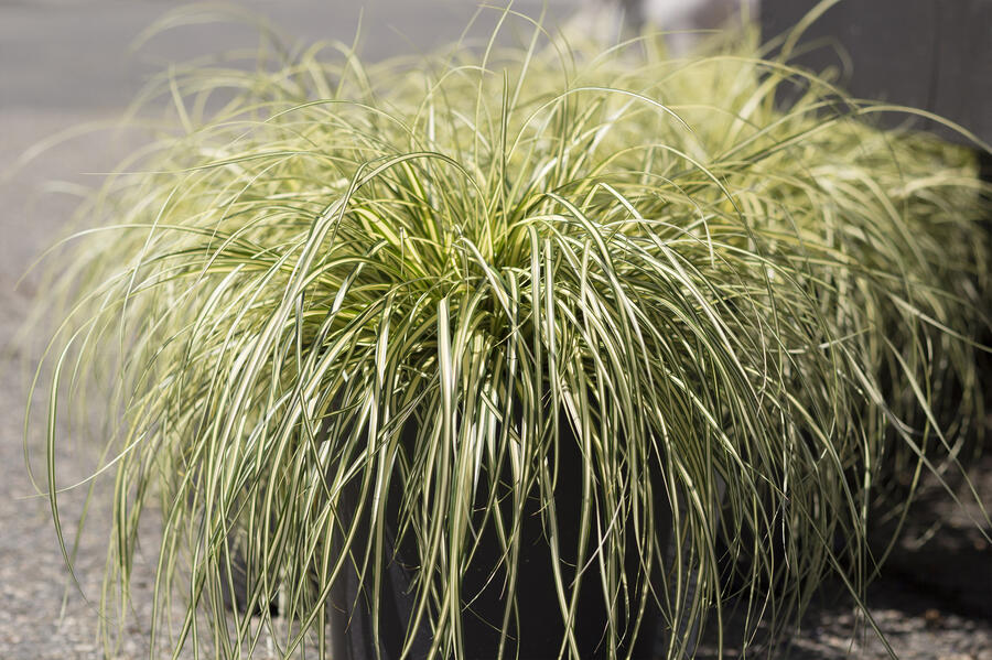 Ostřice ošimenská 'Ice Cream' - Carex oshimensis 'Ice Cream'