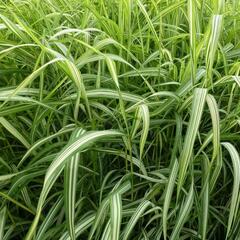 Chrastice rákosovitá 'Luteopicta' - Phalaris arundinacea 'Luteopicta'