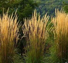 Třtina ostrokvětá 'Waldenbuch' - Calamagrostis acutiflora 'Waldenbuch'