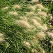 Dochan huňatý 'Nemira' - Pennisetum villosum 'Nemira'