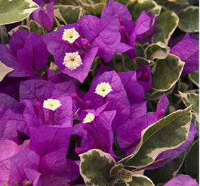 Bugenvilea lysá 'Variegata' - Bougainvillea glabra 'Variegata'