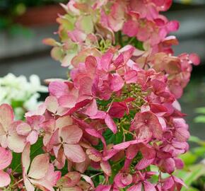 Hortenzie latnatá 'Mega Mindy' - Hydrangea paniculata 'Mega Mindy'