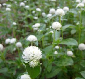 Pestrovka kulovitá 'Las Vegas White' - Gomphrena globosa 'Las Vegas White'