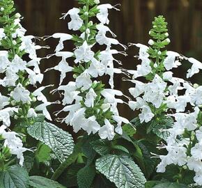 Šalvěj šarlatová 'Summer Jewel White' - Salvia coccinea 'Summer Jewel White'