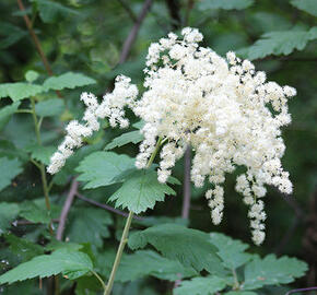 Celoterčník různobarvý - Holodiscus discolor