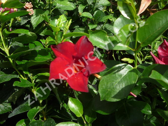 Diplandénie 'Sundaville Classic Red' - Mandevilla sanderi 'Sundaville Classic Red'